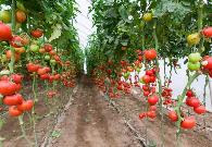 種植豆角、西紅柿、辣椒、黃瓜時(shí)記住肥料五不施