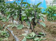 如何種植茄子、辣椒和番茄